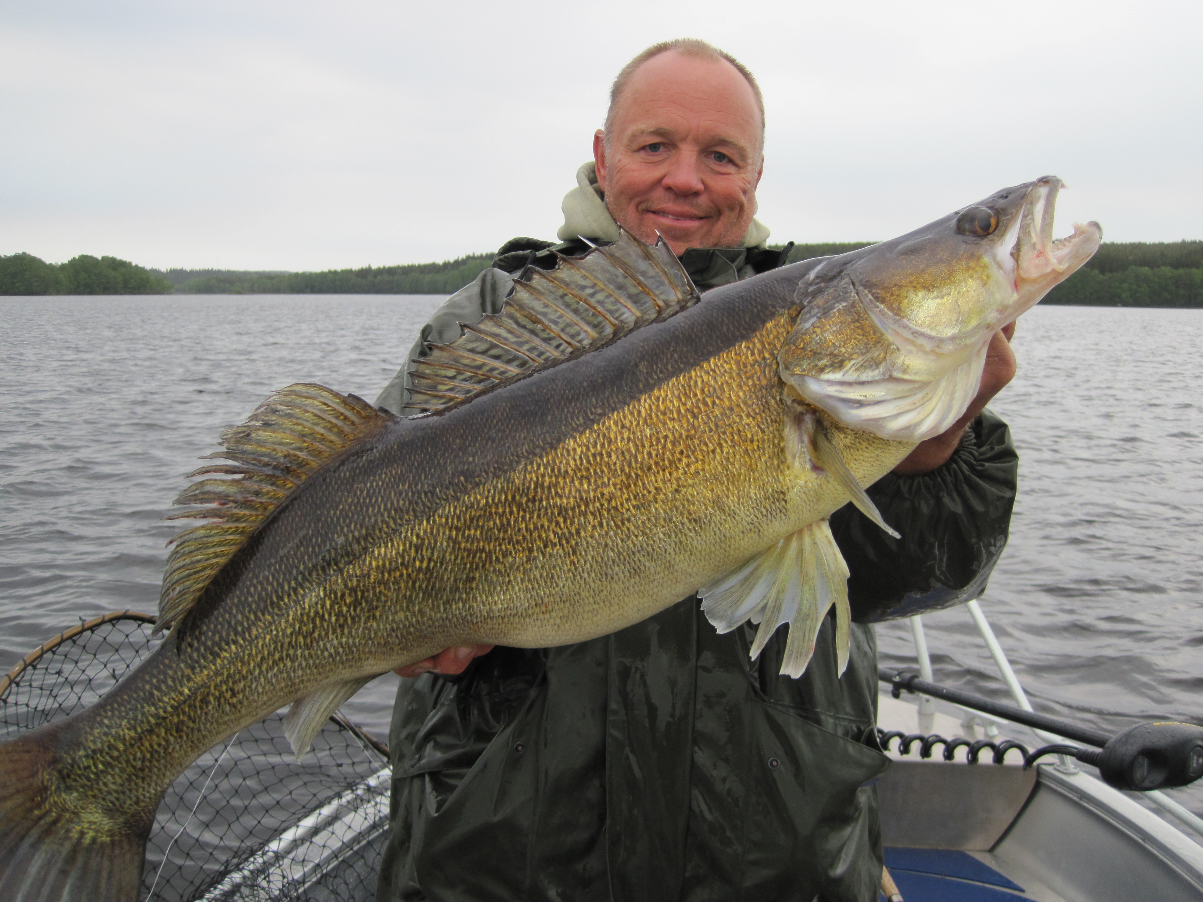 Record Perch Of our record pikeperch